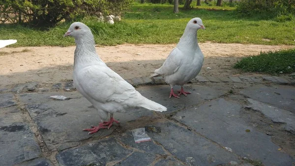 white pigeon on the ground