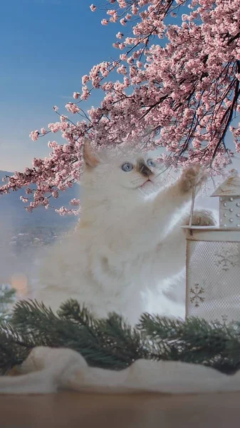 beautiful white cat with flowers on the roof