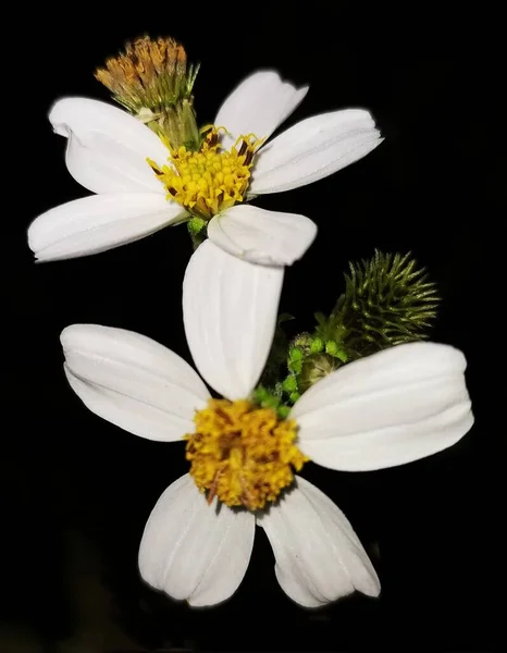 white daisy flower on black background