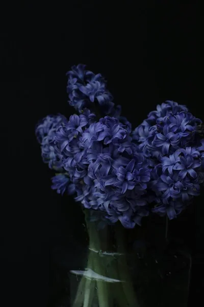 beautiful blue hyacinth flowers on black background
