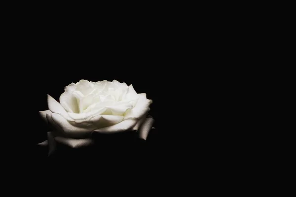 beautiful white roses on black background