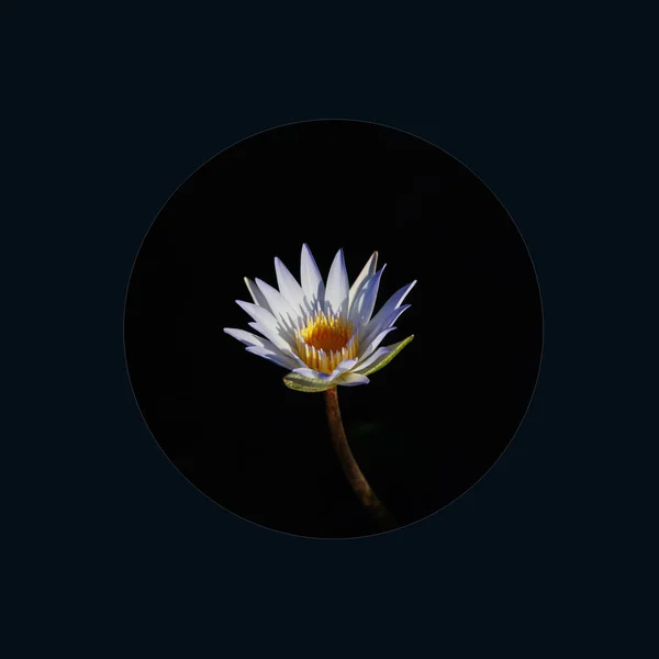 beautiful lotus flower on black background