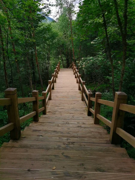 wooden bridge in the forest