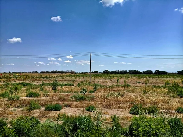 stock image beautiful landscape with a field of trees and a blue sky