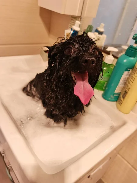 dog washing the bath with a brush