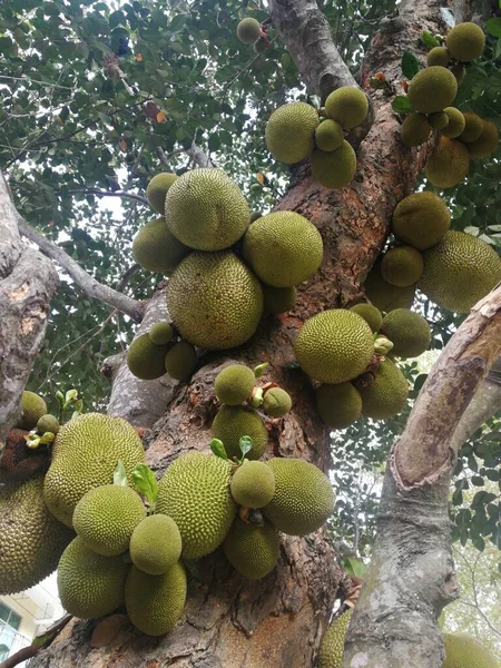 close up of a group of green and white fruits