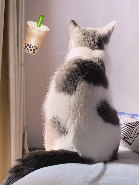 cute cat with a cup of tea