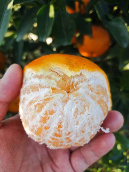 hand holding a ripe juicy tangerine