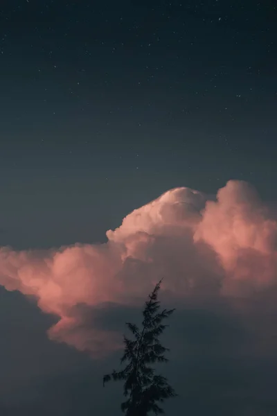 night sky with stars and trees