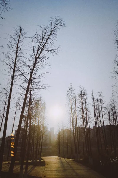 beautiful landscape with trees and a tree