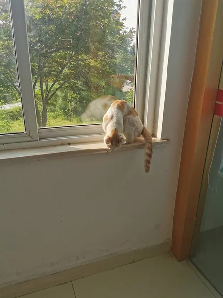 cat sitting on the windowsill