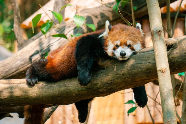 red panda on the tree