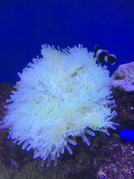 beautiful white coral reef in the aquarium