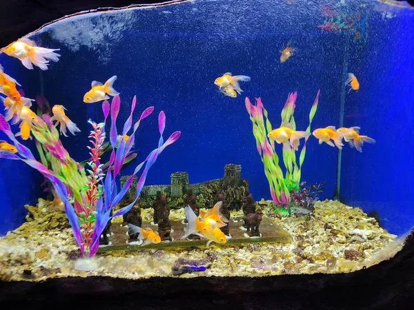 beautiful underwater world, tropical fish, coral reef, aquarium, fishes, corals, sea, marine life