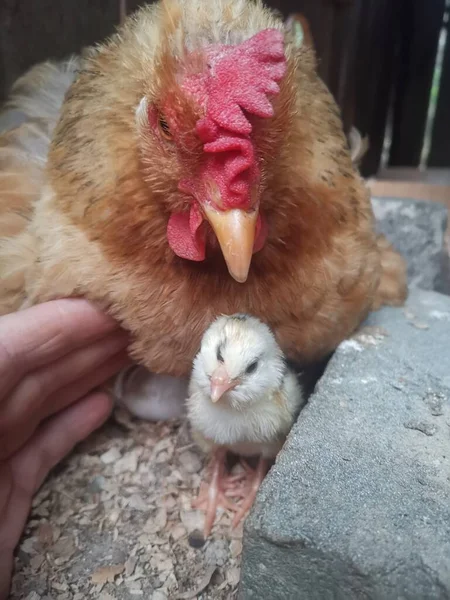a closeup shot of a cute little chicken