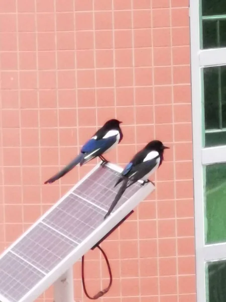 solar panel with a red roof