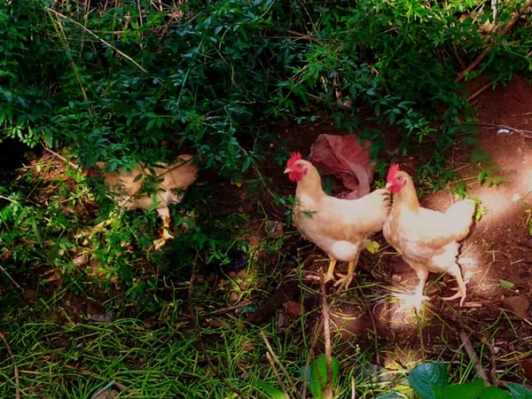 a closeup shot of a beautiful white hen on a farm