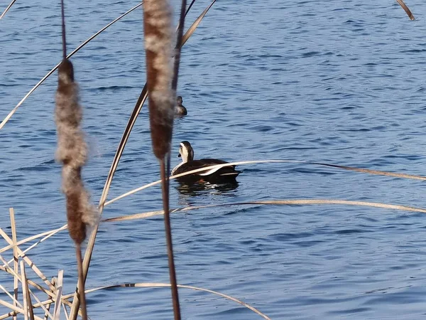 a flock of birds in the lake