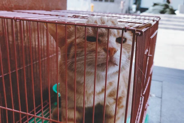 a cat in the cage