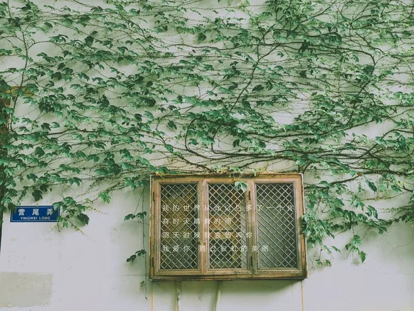 window with a green leaves