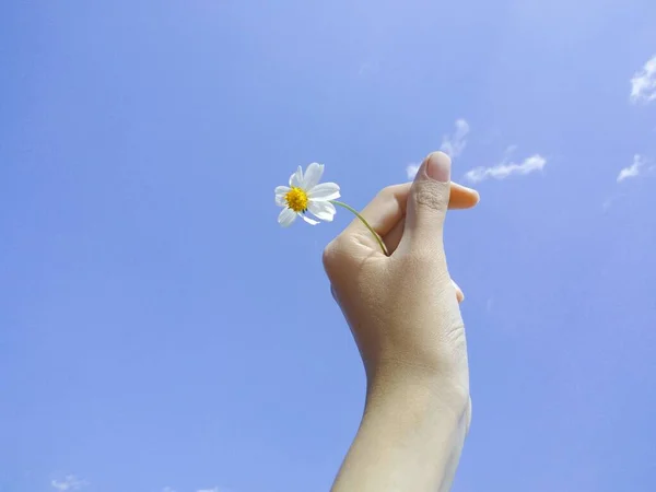 hand holding a flower on a blue sky background