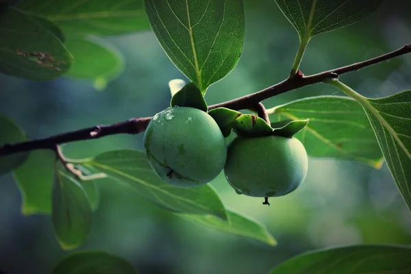 green plums on a tree