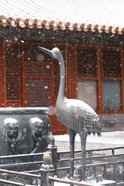 beautiful bird in the snow