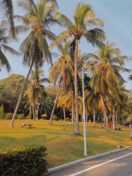 palm trees in the park