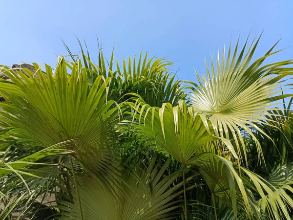 palm tree with green leaves in the sky