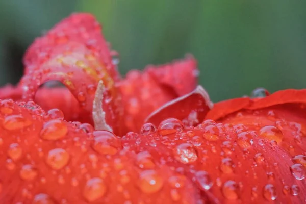 red rose with water drops