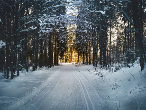 winter forest road in the snow