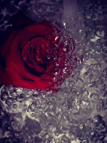 beautiful rose with water drops