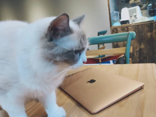 cat sitting on the table with a cup of tea