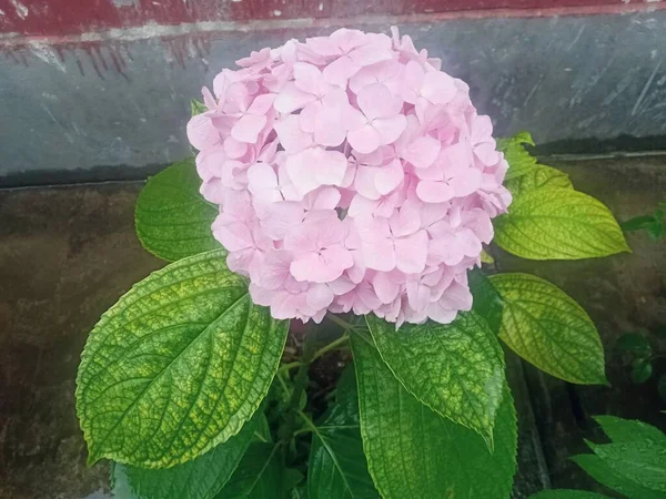 beautiful pink hydrangea in the garden