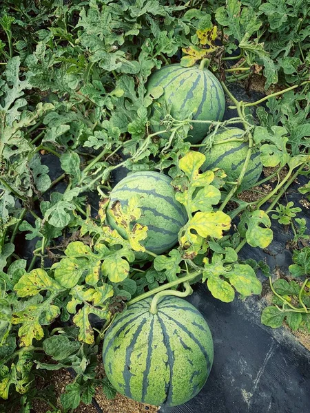 ripe watermelons on the farm