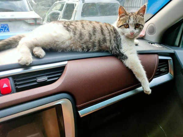 cat sitting on the car seat