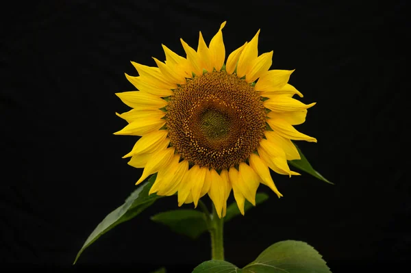 sunflower on a black background