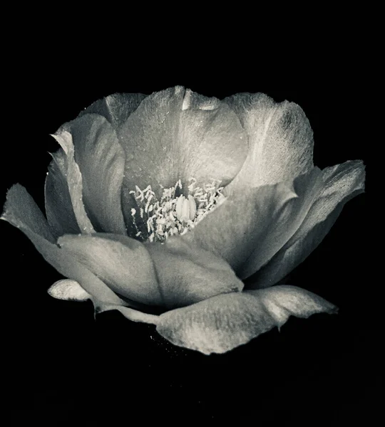 beautiful white flower on black background