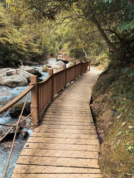 wooden bridge in the forest