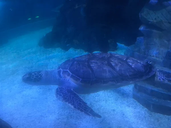 underwater view of beautiful sea ocean