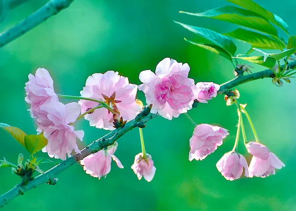 beautiful pink flowers on a background of green leaves