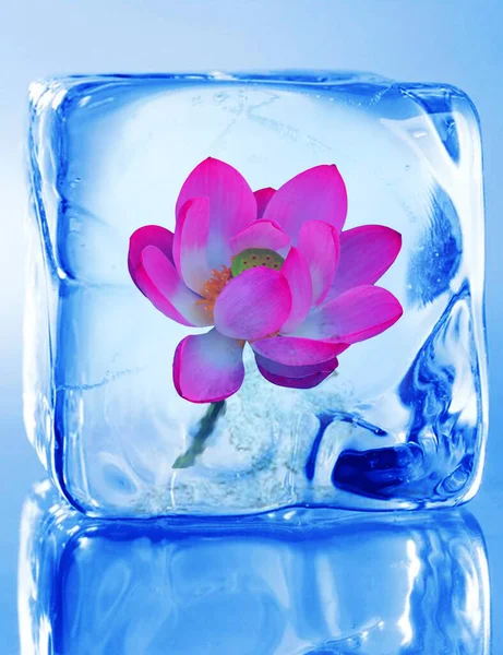 pink water lily flower in a glass jar on a blue background
