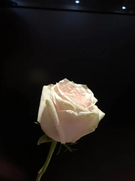 beautiful rose flower on black background