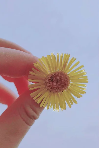 hand holding a flower in the wind