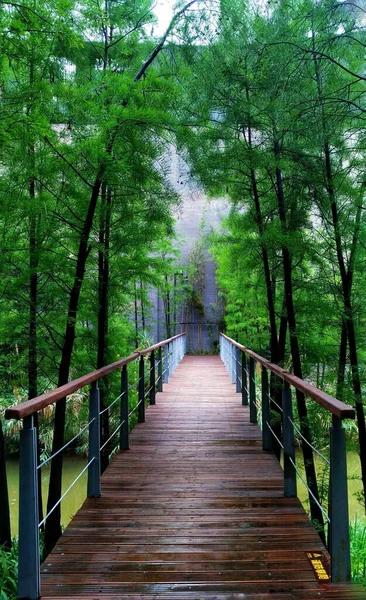 wooden bridge in the forest