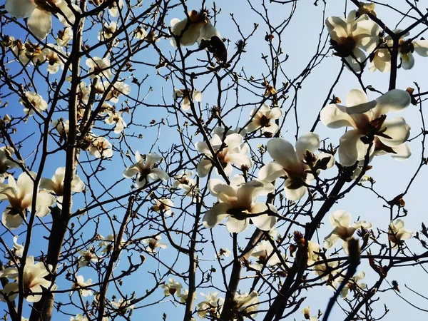 bird nest with white flowers on a tree