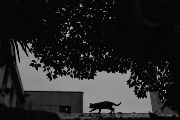 silhouette of a cat on the roof of the house