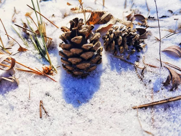 christmas background with snow and pine cones