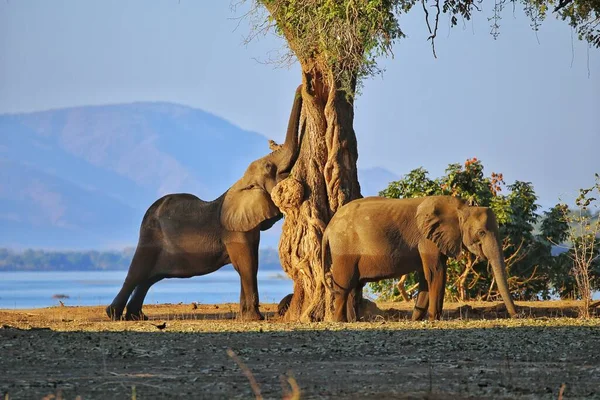 elephant in the water