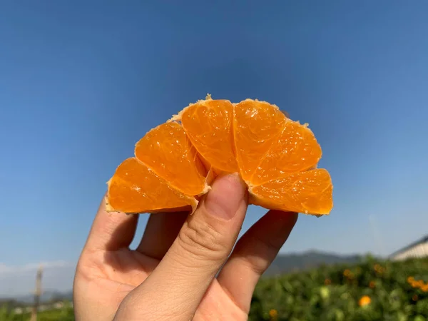 orange hand holding a ripe juicy tangerine on a blue background